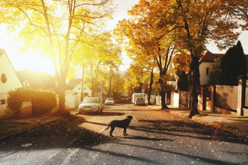 Residential street with dog