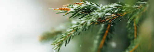 Christmas tree branch