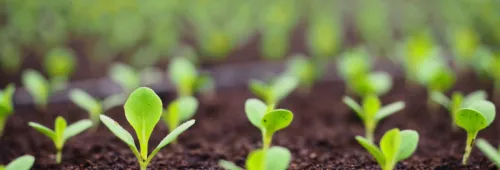 Sprouts g821187f50 1920