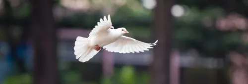 Bird gd14a4ef96 1920