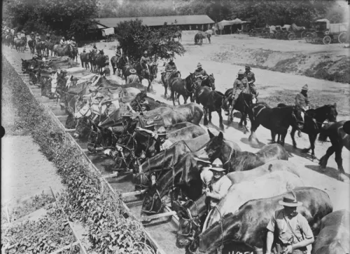 New Zealand Horses And Troops At A Watering Point In Louvencourt France During World War 1 21038144884