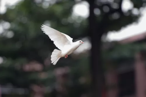 Bird g611745818 1920