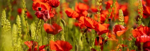 Nick fewings Vi C1y C Mvf XE unsplash