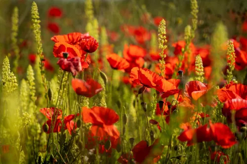 Nick fewings Vi C1y C Mvf XE unsplash